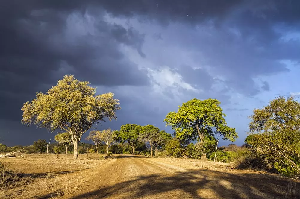 The wooded grasslands of Kruger National Park.