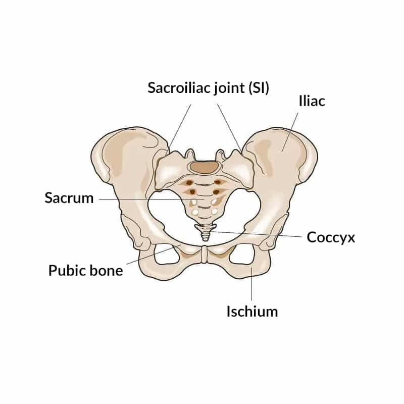 Labeled drawing of a pelvis