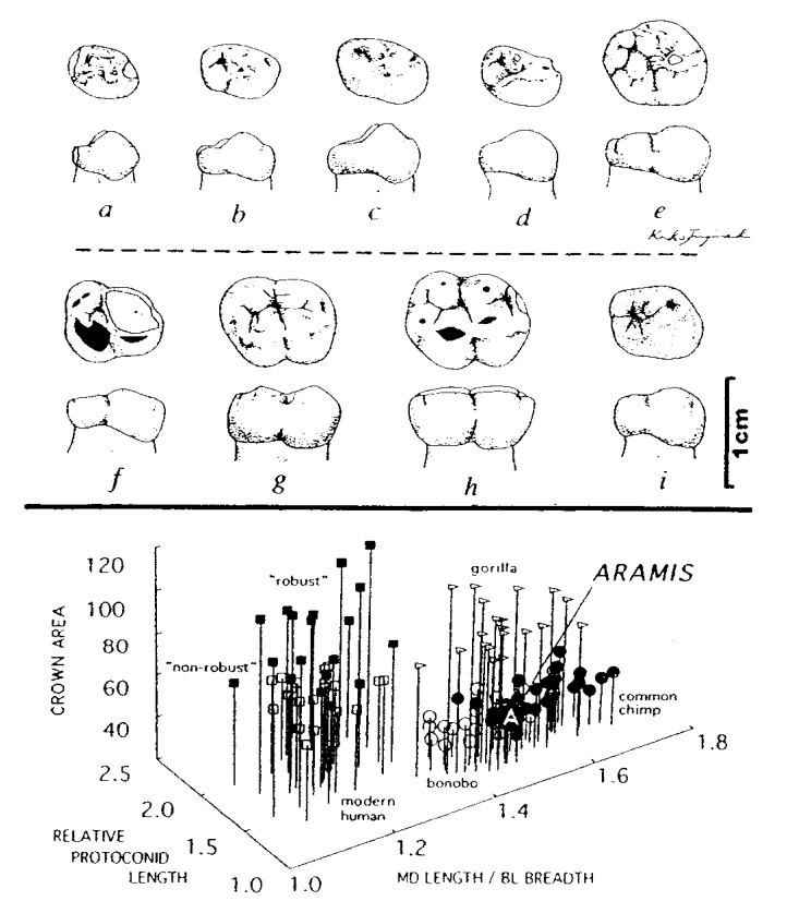 A report by the archaeologists at Aramis from 1994 shows tooth comparisons between Ar. ramidus and other hominins.