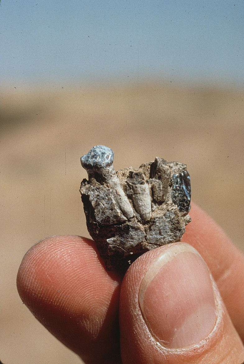A tooth root discovered by the archeologist team at Aramis in 1994.